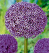 Giant Allium