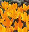 Large Flowering Crocus