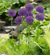 Flowering Onion